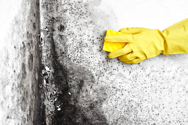 Best Localized Mold Remediation (e.g., coastal areas, humid climates) in Perris, CA