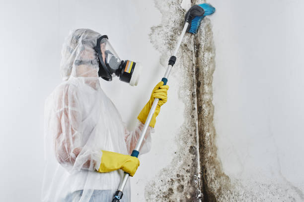Best Black Mold Remediation in Perris, CA