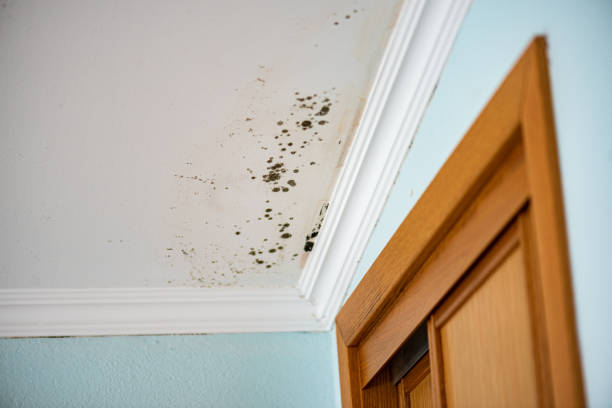 Best Attic Mold Remediation in Perris, CA