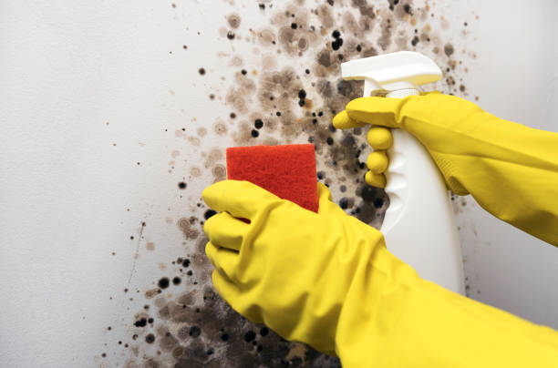 Reliable Perris, CA Mold Remediation Solutions
