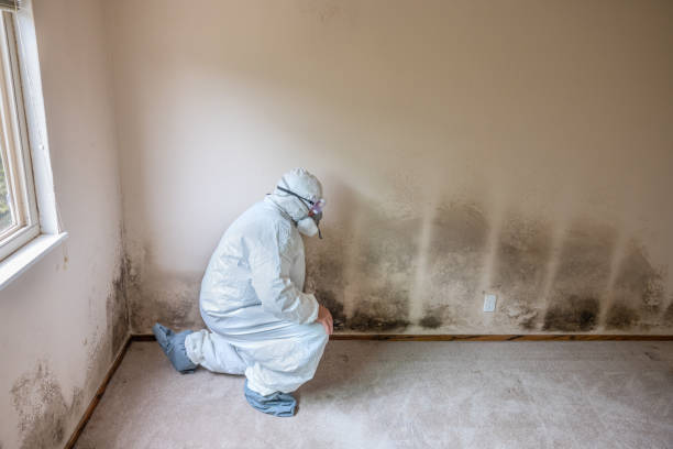 Perris, CA Mold Remediation Company