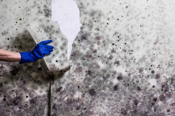 Best Basement Mold Remediation in Perris, CA