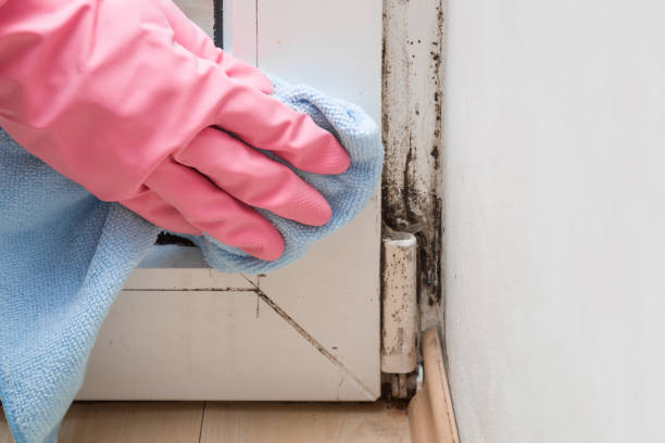 Best Commercial Mold Remediation in Perris, CA